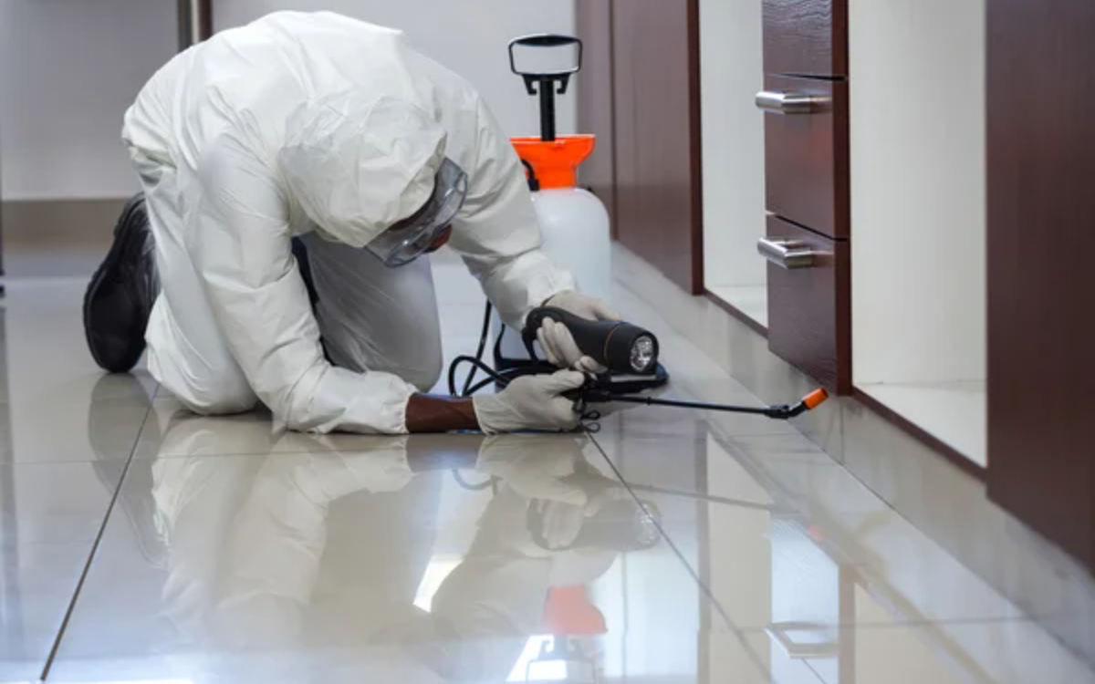 Pest Control: Why You Shouldn’t Ignore a Pest Problem in Your Home ...