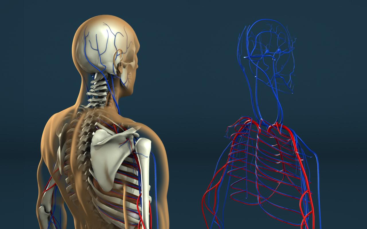 Human Anatomy by Stefan1502 on DeviantArt